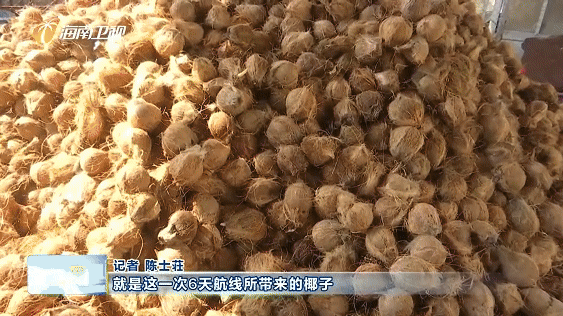 印尼至海南海运物流优化航线完成首航 为海南椰子产业&ldquo;保鲜&rdquo;